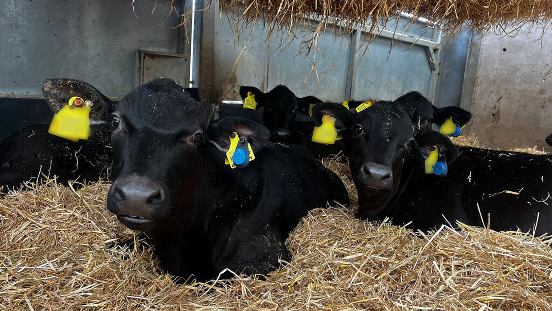 Pickstock cows laying down on hay